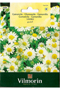 Chamomile